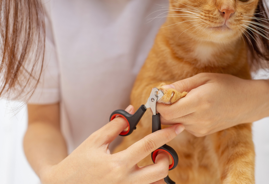 Regular nail trims for floor safety